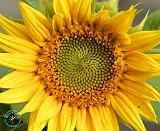 Sunflower 9Y045D-008